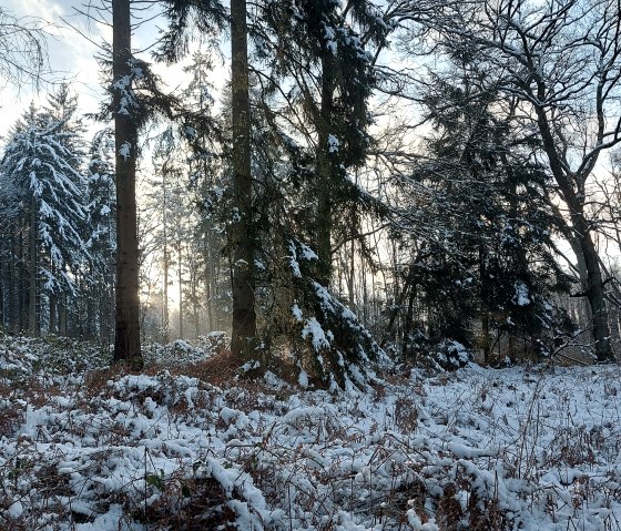 Schneewald (co) Theißen-Braun Schneewald (co) Theißen-Braun