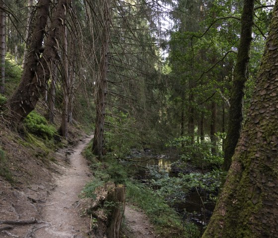 Waldweg, © eifel-tourismus-gmbh_tobias-vollmer Waldweg, © eifel-tourismus-gmbh_tobias-vollmer