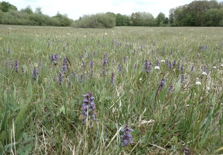 Blumenwiese, © Guido Hendle Blumenwiese, © Guido Hendle