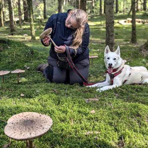 Pilztour mit Hund im Wald, © Sandra Noßmann Pilztour mit Hund im Wald, © Sandra Noßmann