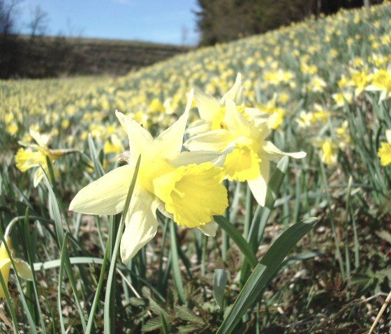 Narzissen in voller Blüte, © Naturpark Hohes Venn - Eifel Narzissen in voller Blüte, © Naturpark Hohes Venn - Eifel