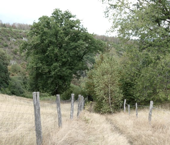 Wiesenweg, © Eifel heimisch Wiesenweg, © Eifel heimisch