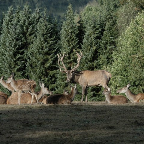 Hirsche im Wildfreigehege, © 'Hubertus Holtmeier/ Greifvogelstation Hellenthal