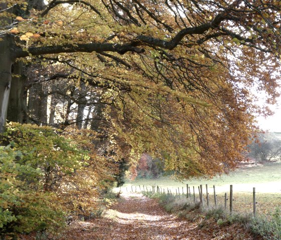 Unterwegs im Herbstwald, &copy; Guido Hendle