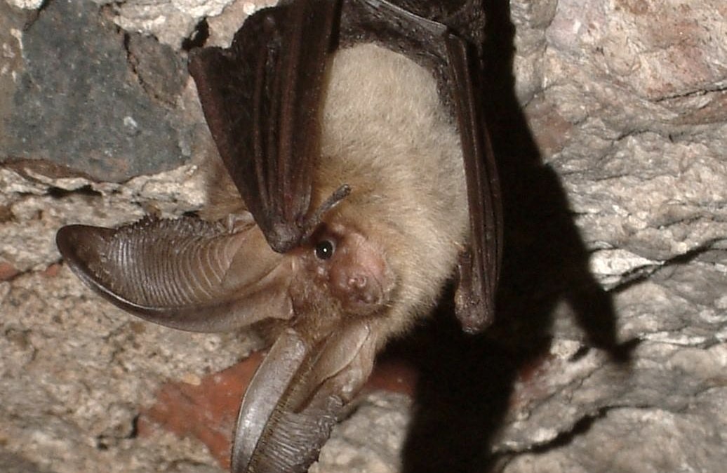 Flederm&auml;use an und in historischen Geb&auml;uden, &copy; Margarethe Becker/LVR