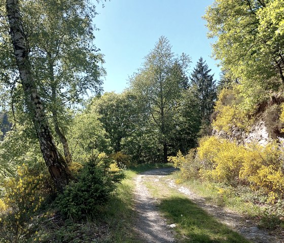 Sommerweg Tiefenbachtal (co) Thei&szlig;en-Braun