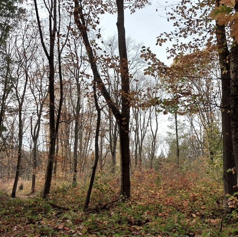 Novemberwald (co) Theißen-Braun