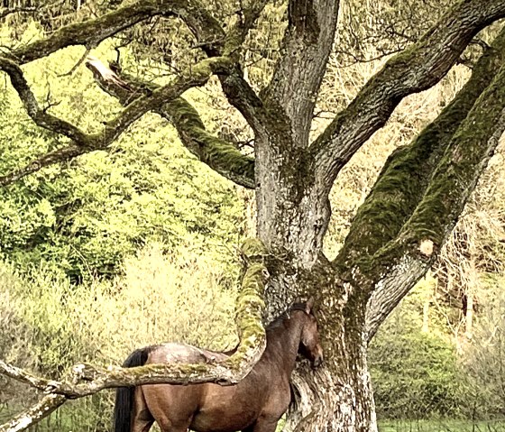 Akeem at the old oak tree