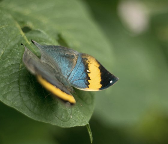 Schmetterling4, &copy; Eifalia