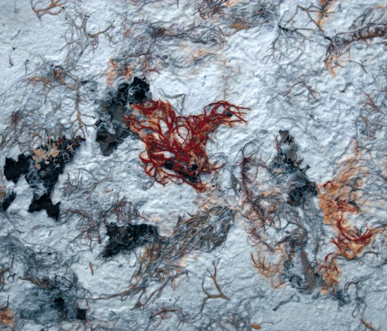 Algenpapier, &copy; Elke Buschmann