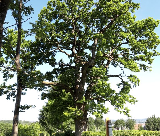 Access path to the Theissbaum picnic area (c) Rureifel Tourismus_BFR, &copy; Rureifel Tourismus GmbH, Barbara Frohnhoff