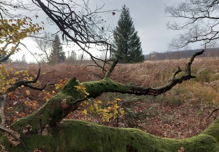 November Venn (co) Thei&szlig;en-Braun