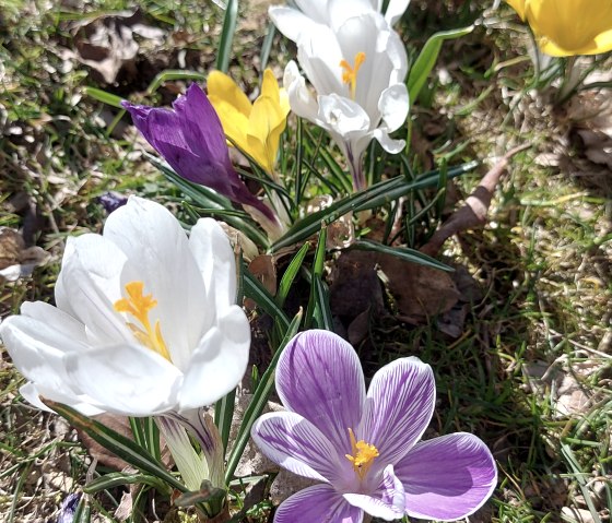 Krokusse (co) Thei&szlig;en-Braun