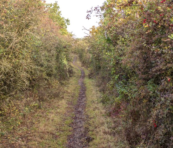 B&uuml;rvenicher Berg, &copy; Paul Meixner