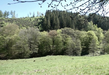 Kalltal, &copy; Eifel heimisch
