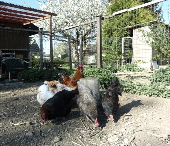 5 2020 Fr&uuml;hjahr  (28), &copy; Nordeifel Tourismus GmbH & Ferienwohnunug Sch&ouml;ne Aussicht