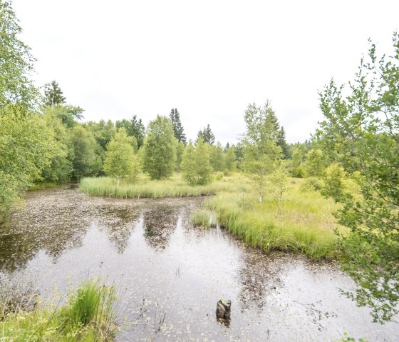 Moor, &copy; Eifel-Tourismus GmbH, A. R&ouml;ser shapefruit AG