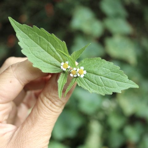 Wildkr&auml;uterwanderung, &copy; Tine Knauft