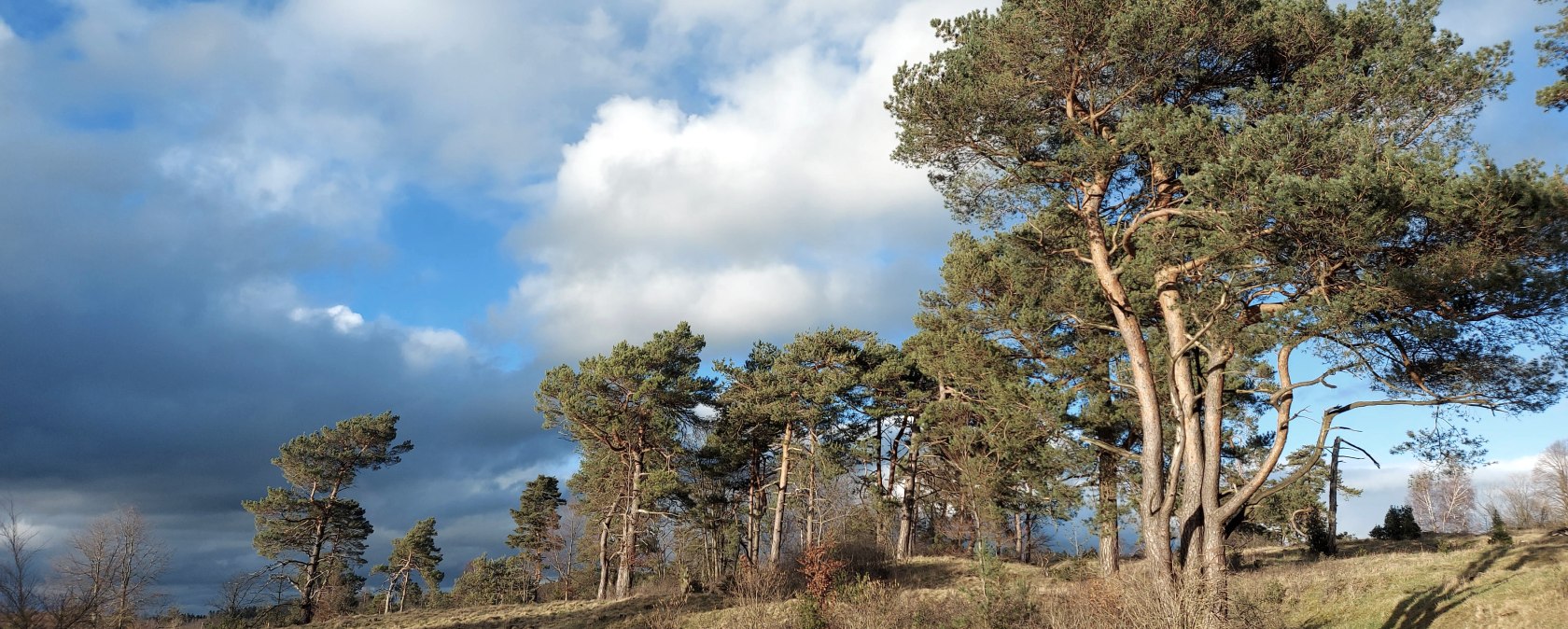 Februarlicht (co) Thei&szlig;en-Braun