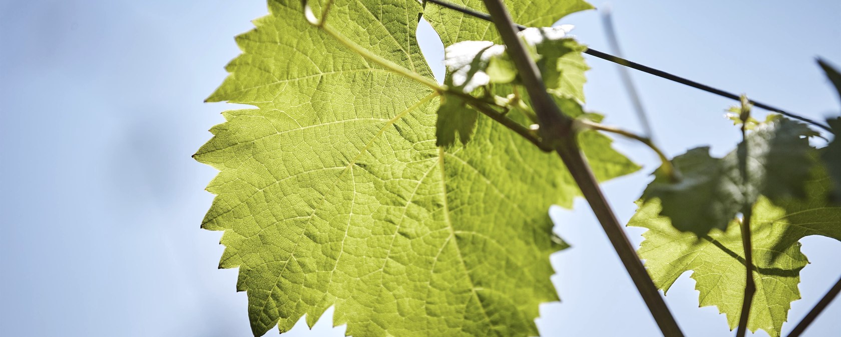Weinreben, © Marco Rothbrust