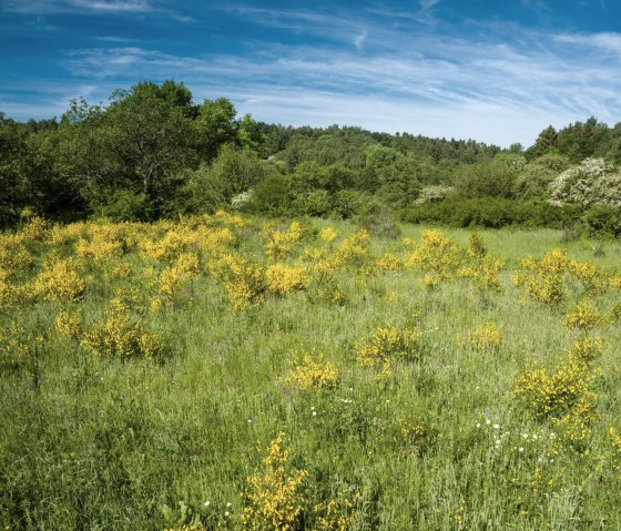 Gelbe Ginsterb&uuml;sche bl&uuml;hen auf einer gr&uuml;nen Wiese, umgeben von B&auml;umen, unter einem klaren blauen Himmel auf der Dreiborner Hochfl&auml;che., &copy; Dominik Ketz - Stadt Schleiden
