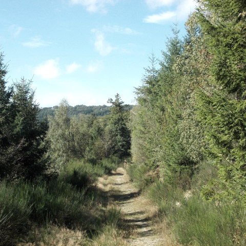 Wanderpfad, © Eifel heimisch