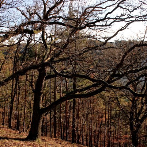 Through the autumnal forest