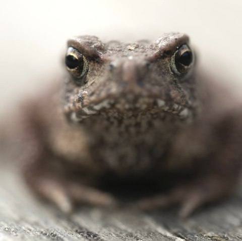 Foto von Paul Kornacker