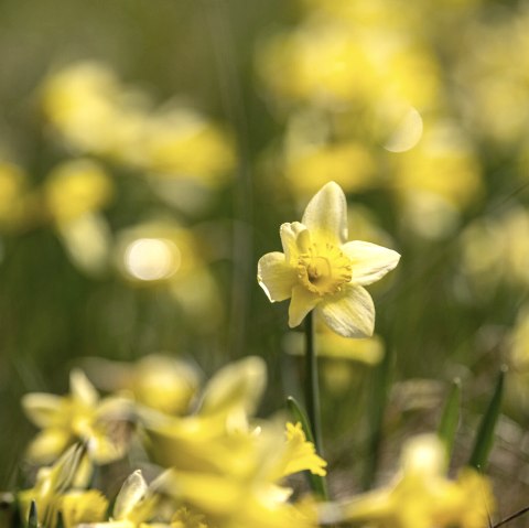 Daffodil meadows in the Perlenbach valley, &copy; St&auml;dteregion Aachen, Dominik Ketz