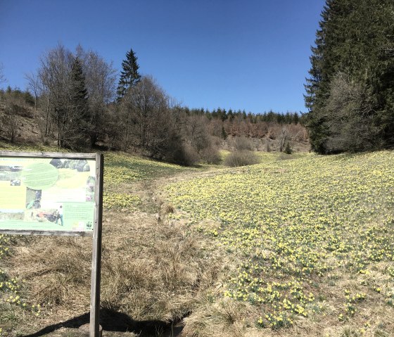 Narzissen2021, &copy; Nordeifel Tourismus GmbH