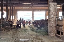 Weihnachten auf dem Bauernhof, © Haus Bollheim Handels GmbH & Co. KG