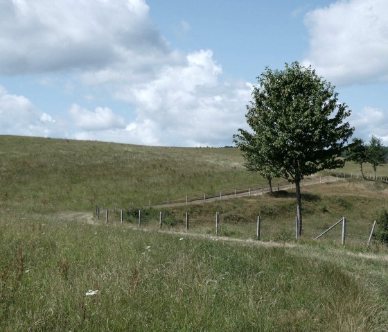 Wiesenweg, &copy; Eifel heimisch