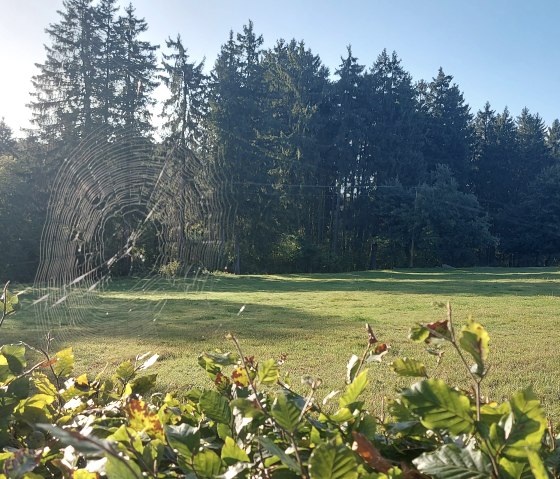 Spinnweben Altweibersommer Lammersdorf September (