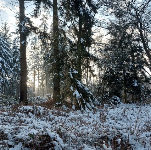 Schneewald (co) Theißen-Braun