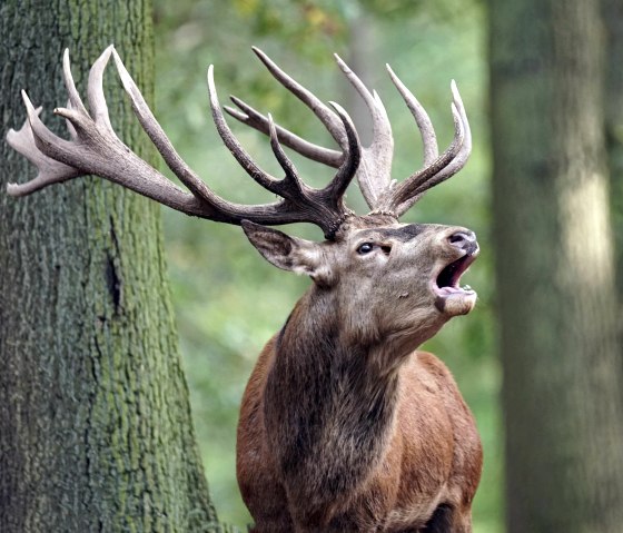 Hirschbrunft, © Hochwildpark Kommern GmbH