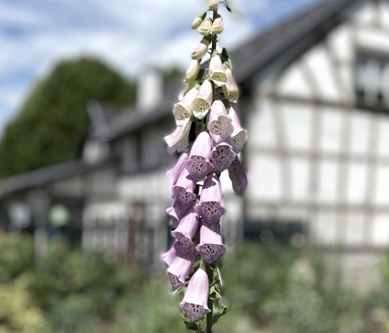 image00007, &copy; Nordeifel Tourismus GmbH & Ferienwohnung Sternengarten Eifel