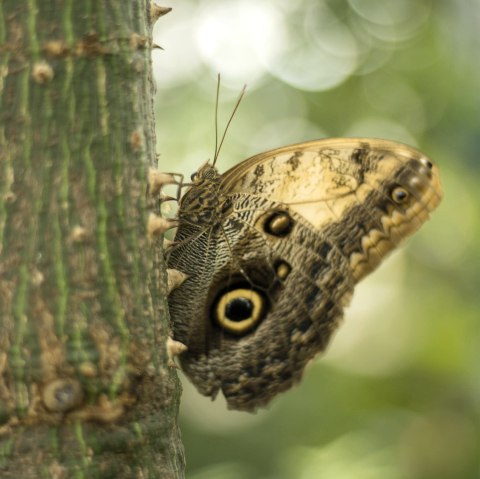 Schmetterling1, &copy; Eifalia