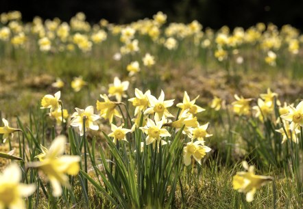 Wilde Narzissen in der Bl&uuml;te, &copy; Eifel Tourismus GmbH, Dominik Ketz