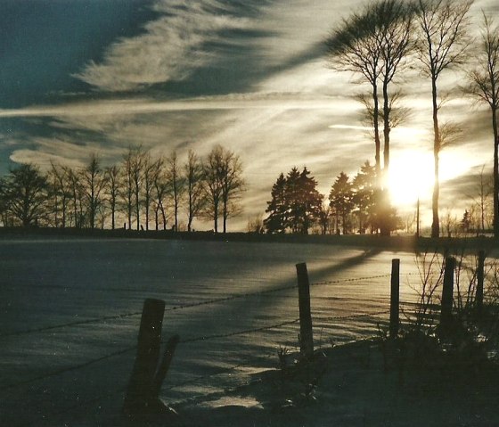 Winter Crooked branch