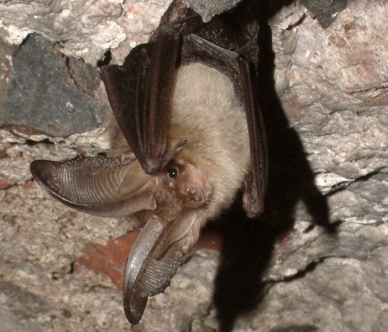 Flederm&auml;use an und in historischen Geb&auml;uden, &copy; Margarethe Becker/LVR