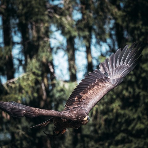 Steinadler in der Greifvogelstation Hellenthal, &copy; Johannes H&ouml;hn