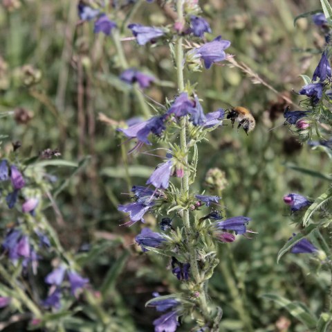 Hummel im Anflug, &copy; Dennis Winands