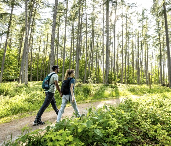 Hiking in the Wilder Kermeter nature experience area, © Eifel Tourismus GmbH, Dominik Ketz