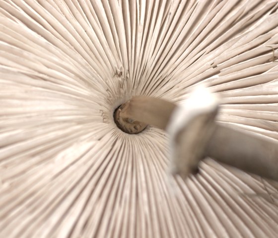 Pilz