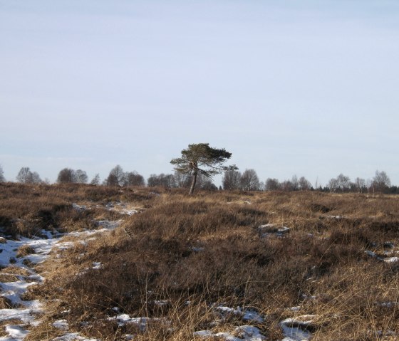 High Fens 1