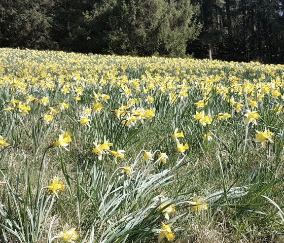 IMG-20190419-WA0014, &copy; Nordeifel Tourismus GmbH & FW Schwerfen