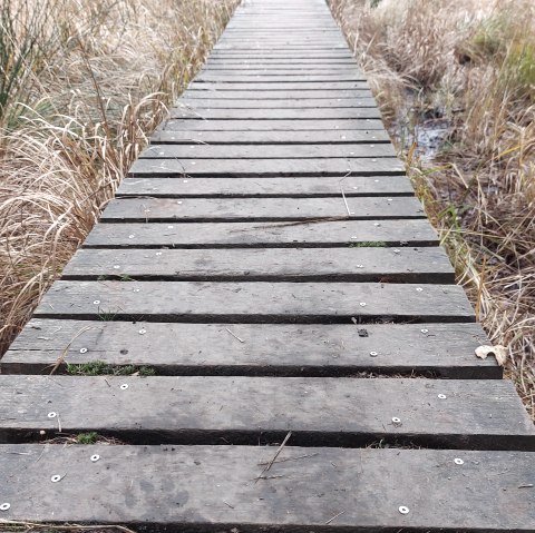 Venn-Stege (co) Theißen-Braun