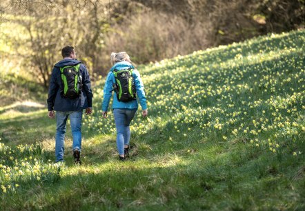 Wanderer bei den Narzissenwiesen, &copy; Eifel Tourismus GmbH, Dominik Ketz