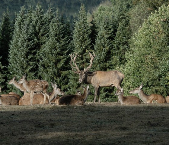 Hirsche im Wildfreigehege, &copy; 'Hubertus Holtmeier/ Greifvogelstation Hellenthal