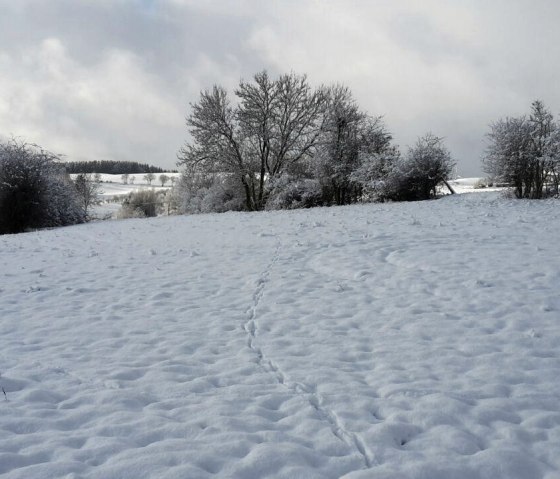 Landschaft 2, &copy; Nordeifel Tourismus GmbH & Ferienwohnung Zur sch&ouml;nen Aussicht